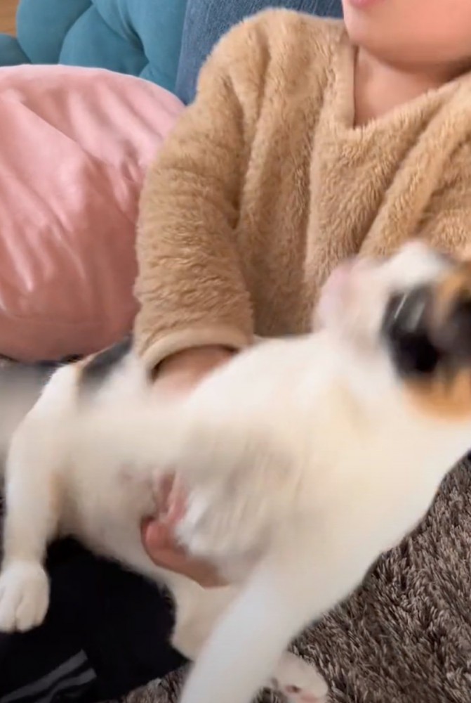 逃げ出そうとする猫