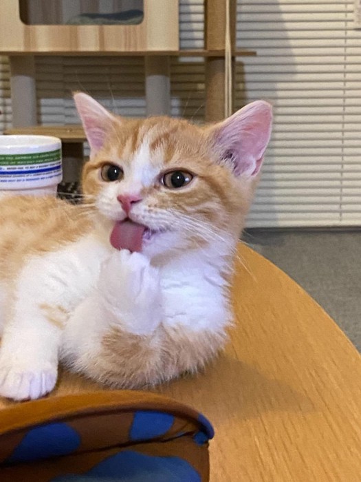 前足をなめる猫