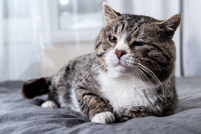 グレーの老猫
