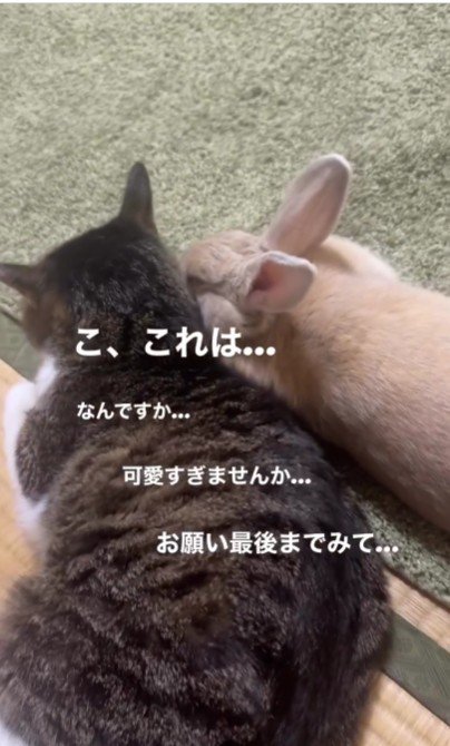 猫の隣で横になるうさぎ