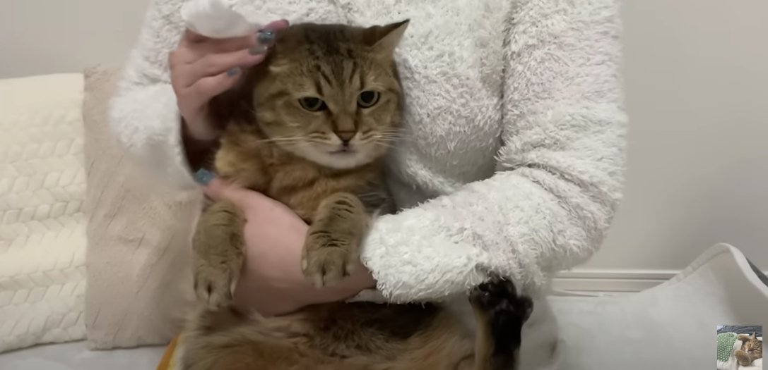 耳をそうじされる猫
