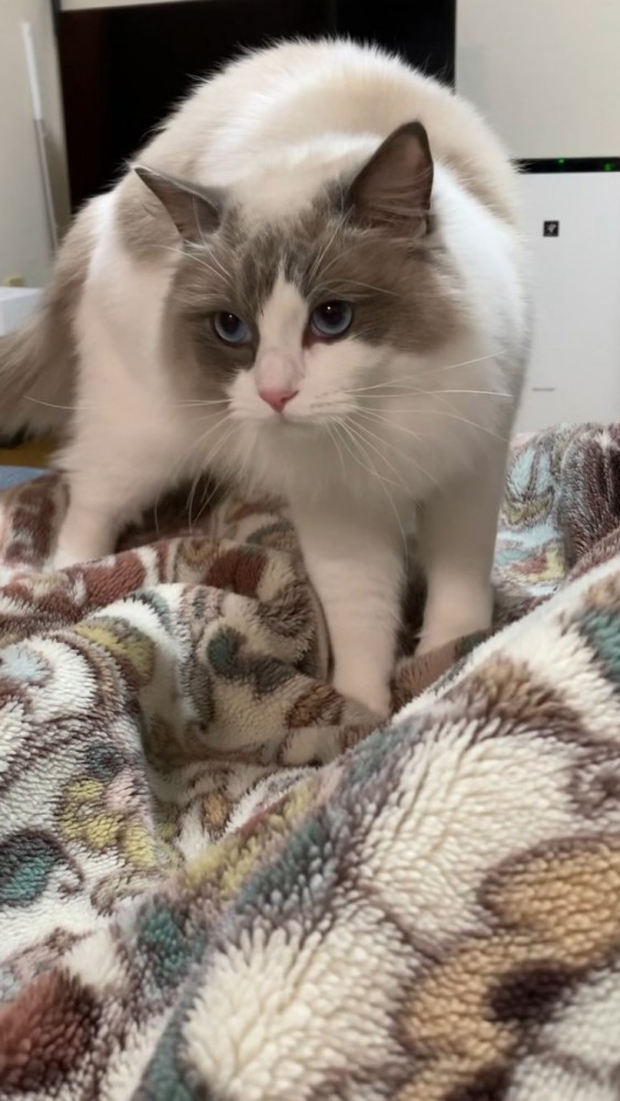 毛布の上に立つ猫