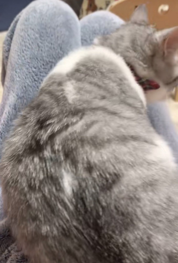 姿勢を整える猫