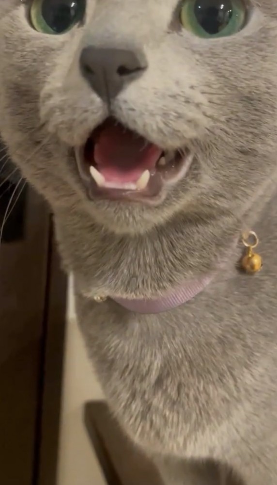 猫のドアップ写真