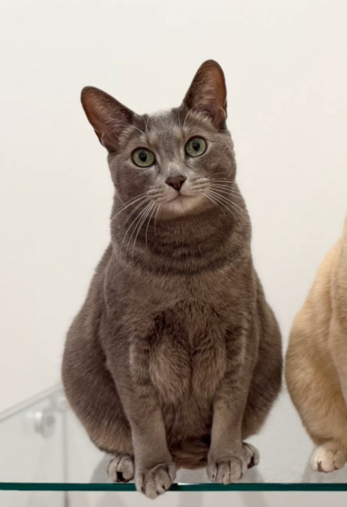 グレーの毛色の猫