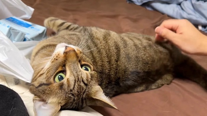 寝ころんで甘えた表情を浮かべる猫