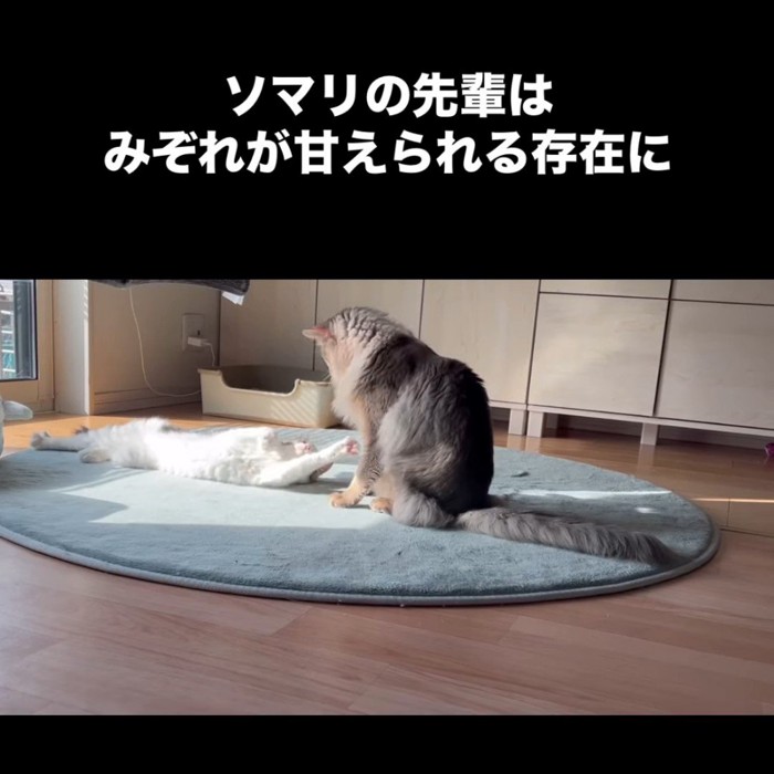 座る猫と寝転がる子猫