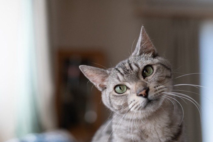 首を傾げる猫