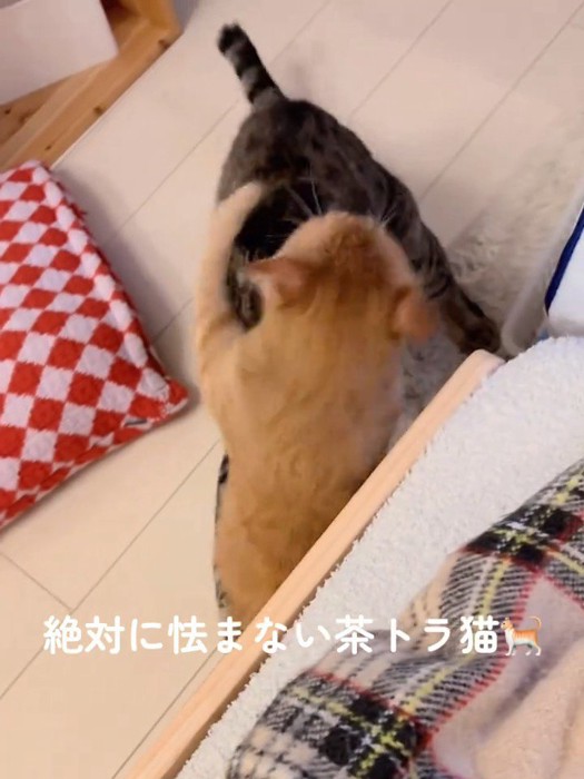 成猫にぶつかる子猫