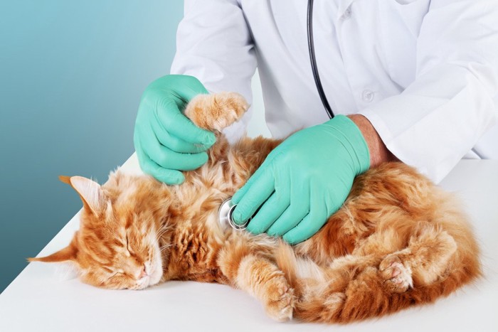 聴診器をあてられる猫