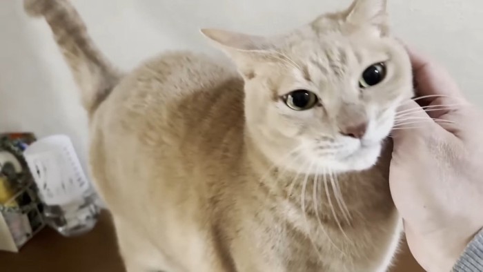 ひのきちゃんのアップ