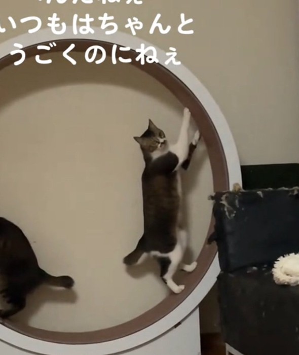 振り向く猫