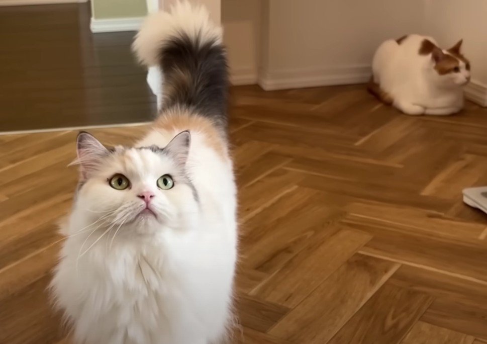 見上げる猫、後ろにも座っている猫