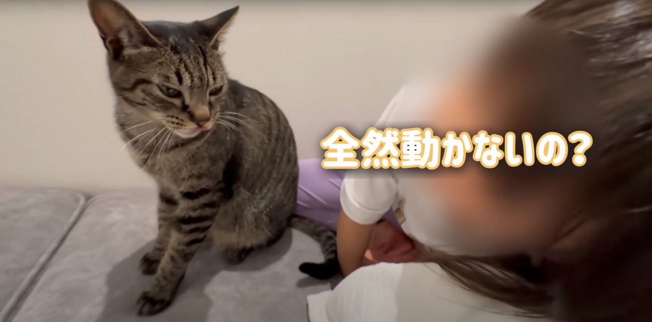 娘ちゃんを見るももまる