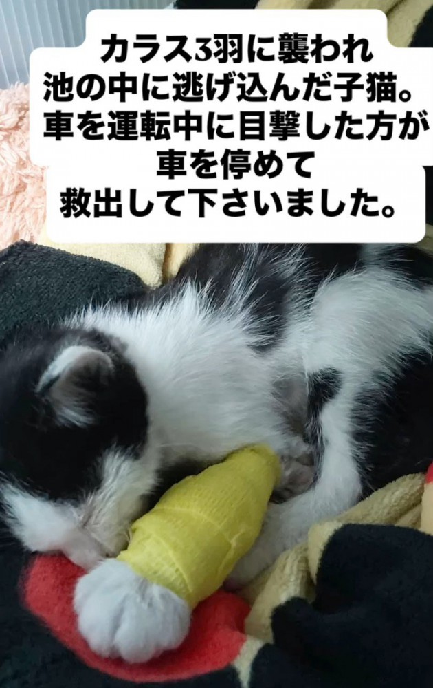 腕に包帯を巻いた子猫