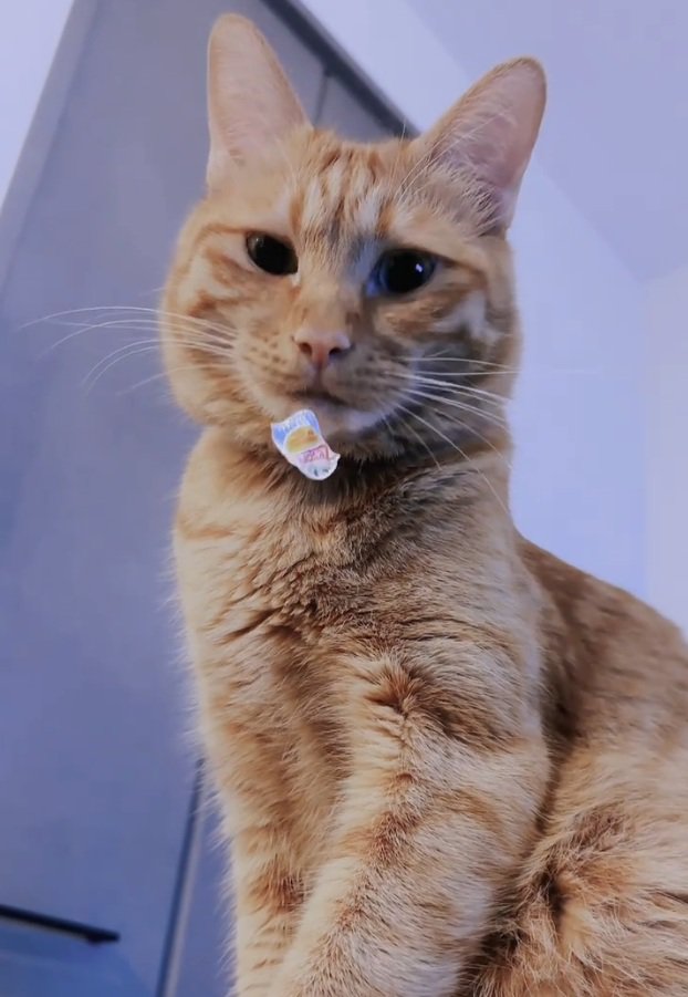 鼻息でシールを揺らす猫