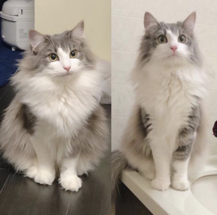 夏毛と冬毛の直哉くん