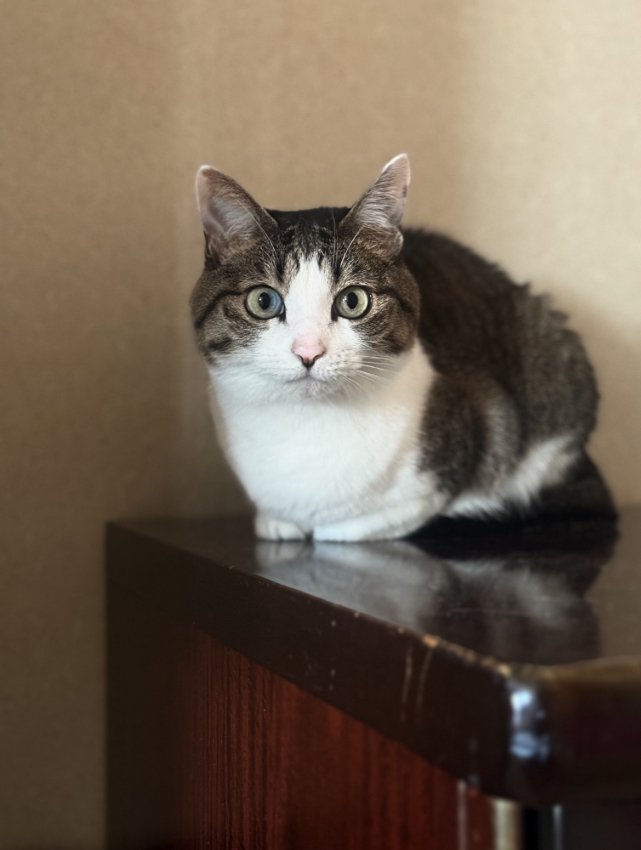 棚の上で香箱座りをしているカメラ目線の猫