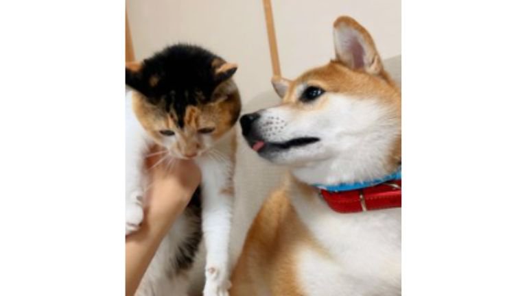 猫と犬