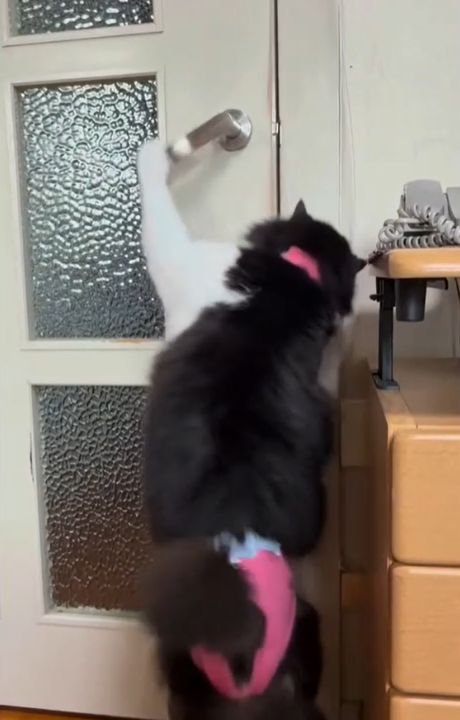 左前足をドアノブにかけドアの隙間をのぞく猫