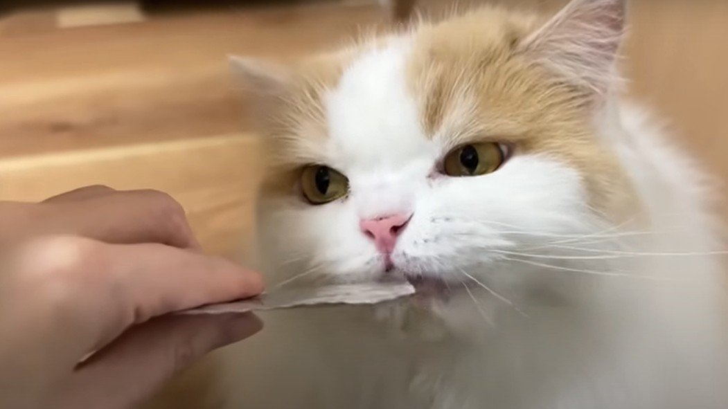 おやつを食べる猫