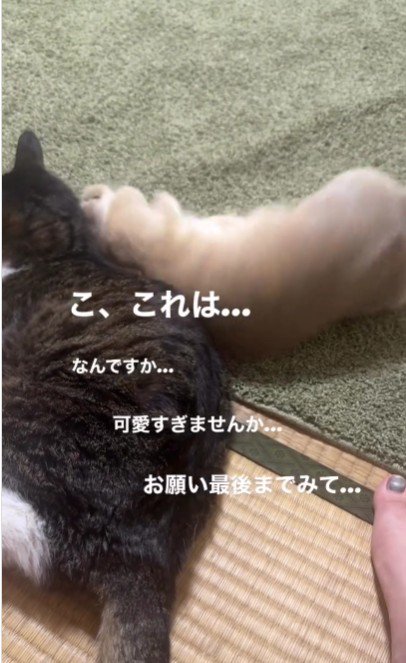 猫の隣で横になるうさぎ