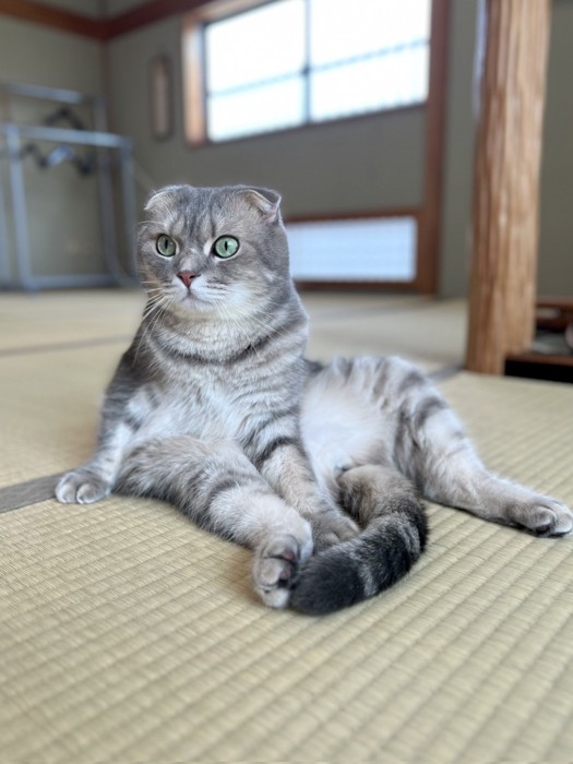 スコ座りする猫