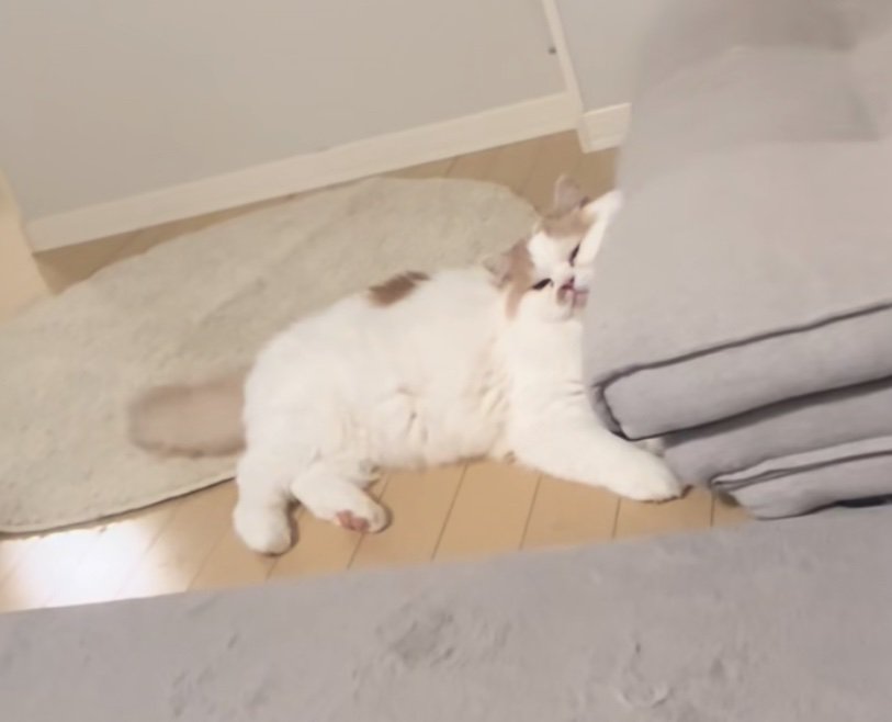 不満そうな猫