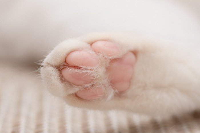 猫の後ろ足