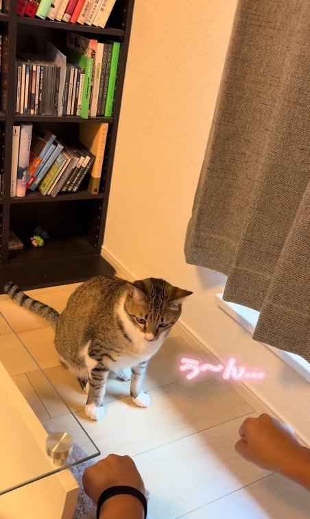 飼い主の右手と左手のこぶしを見比べる猫