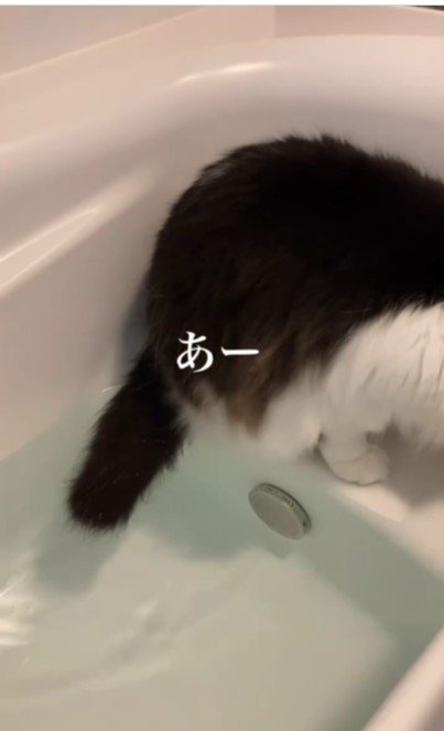 お湯を飲む猫