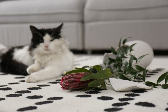 猫と割れた花瓶