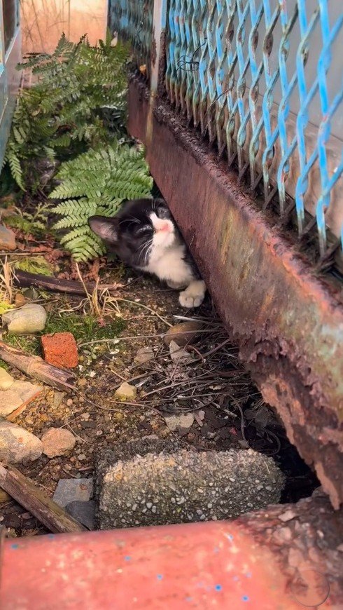 塀の隙間から顔を出す子猫