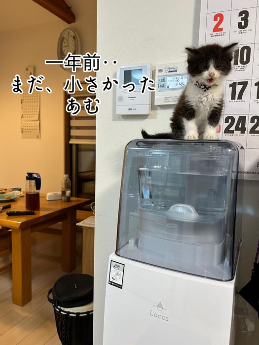 座る子猫