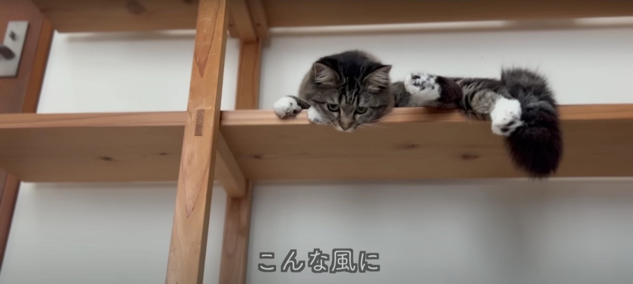 キャットウォークの上に居る猫