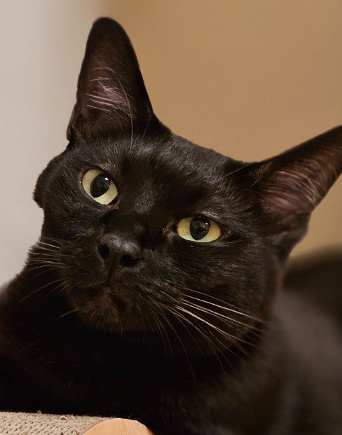 ほっぺが凹んだ黒猫