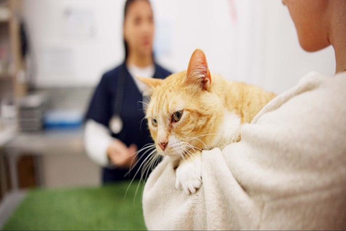 病院を嫌がる猫
