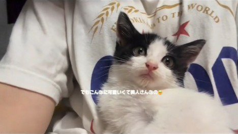 カメラを見る子猫