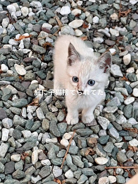 砂利の上にいる子猫