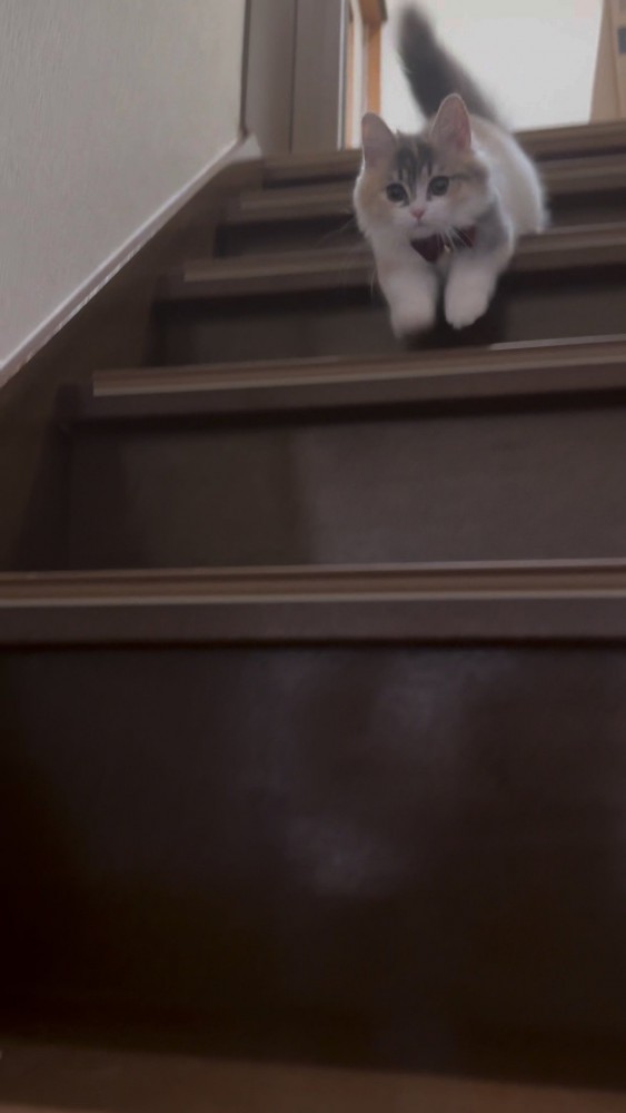 階段と猫さん