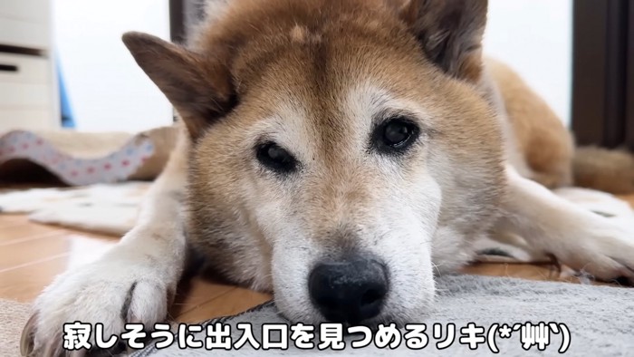 さみしそうなリキくん