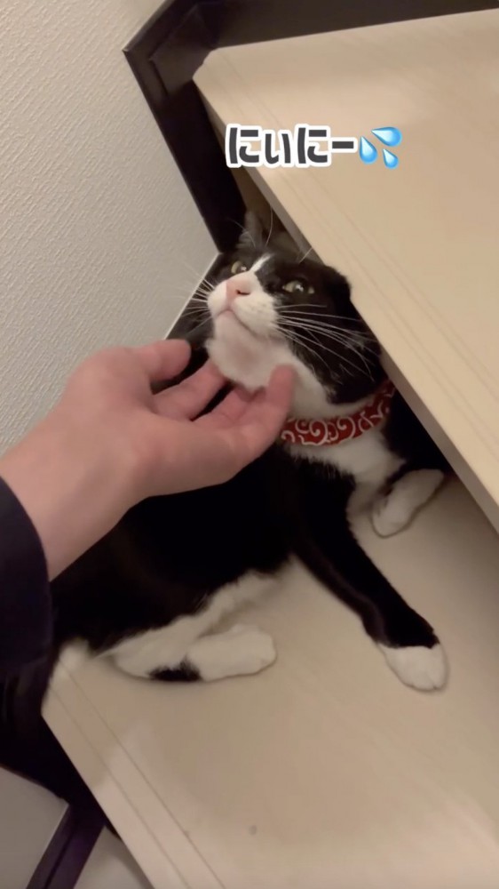 助けを求める猫