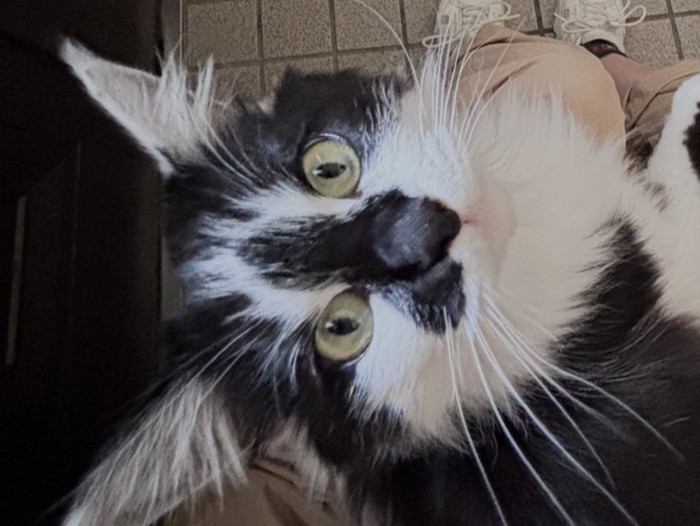 甘える表情を浮かべる猫の顔のアップ