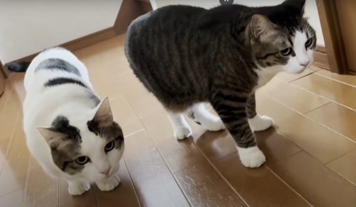 2匹の成猫が警戒中