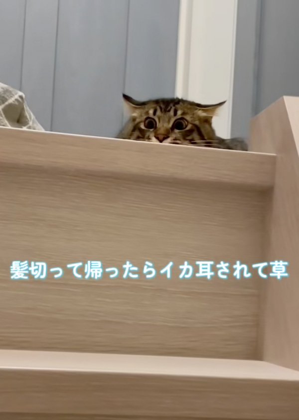 見下ろす猫