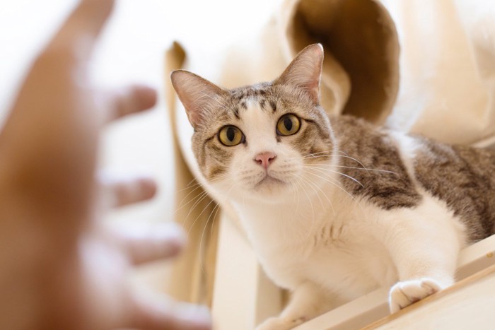 猫に手を伸ばす飼い主