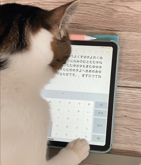 タブレットを使う猫