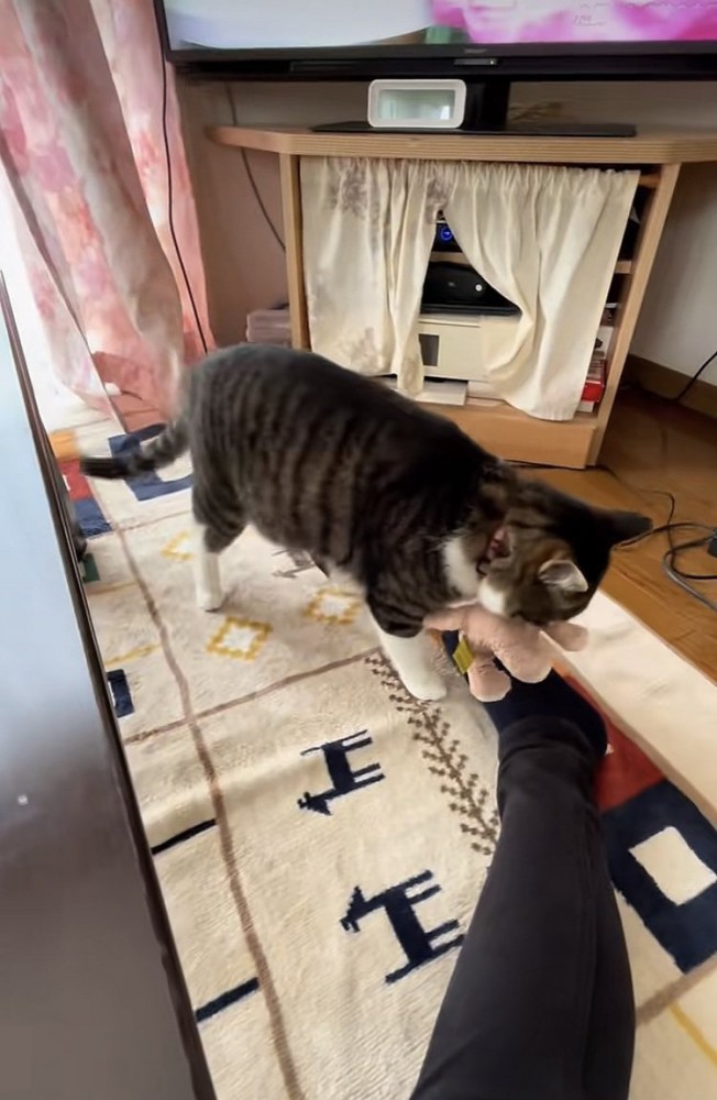 ぬいぐるみを運ぶキジ白猫