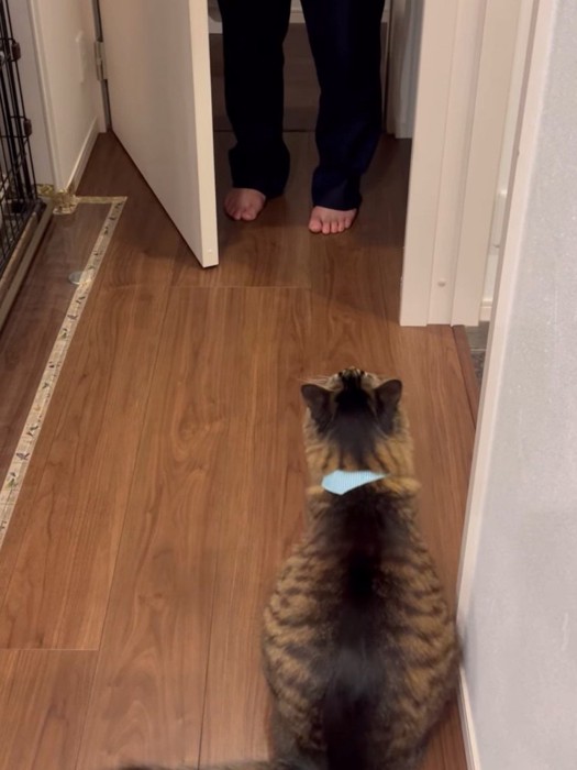 開いたドアを見る猫