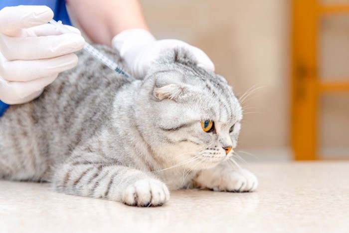 注射を打たれる猫